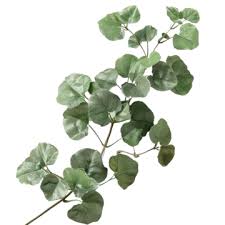 Attēlu rezultāti vaicājumam “Pyrola chlorantha leaf”