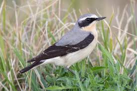 Attēlu rezultāti vaicājumam “Oenanthe oenanthe”