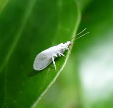 Attēlu rezultāti vaicājumam “Coniopterygidae”