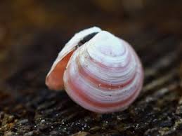 Attēlu rezultāti vaicājumam “Macoma baltica”