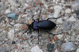Attēlu rezultāti vaicājumam “Carabus violaceus”