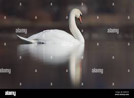 Attēlu rezultāti vaicājumam “Cygnus olor”