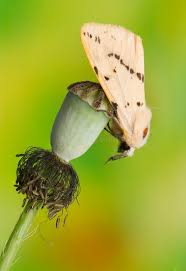 Attēlu rezultāti vaicājumam “Spilosoma lutea”