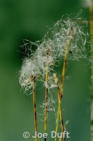 Attēlu rezultāti vaicājumam “Trichophorum alpinum fruit”