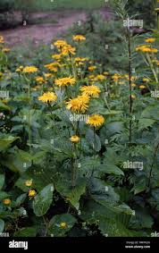 Attēlu rezultāti vaicājumam “Telekia speciosa”