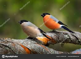 Attēlu rezultāti vaicājumam “Pyrrhula pyrrhula male”