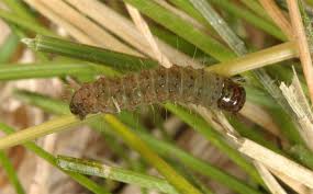 Attēlu rezultāti vaicājumam “Staurophora celsia”