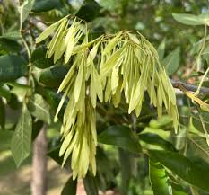 Attēlu rezultāti vaicājumam “Fraxinus pennsylvanica”