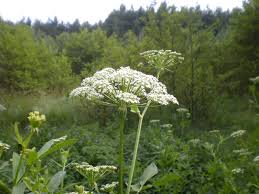 Attēlu rezultāti vaicājumam “Sium latifolium”