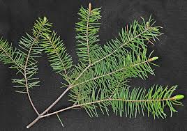 Attēlu rezultāti vaicājumam “Pseudotsuga menziesii var. glauca”