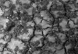 Attēlu rezultāti vaicājumam “Verrucaria hydrela”