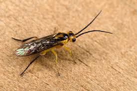 Attēlu rezultāti vaicājumam “Nematus ribesii larva”