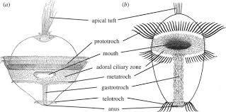 Attēlu rezultāti vaicājumam “Hadula trifolii larva”