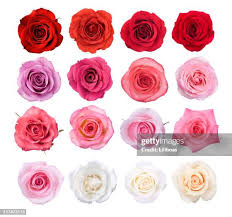 Image result for FOTO ROSA
