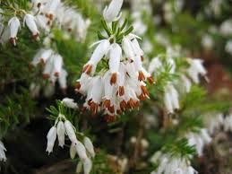Attēlu rezultāti vaicājumam “Erica x darleyensis flower”