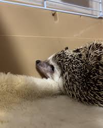 「烏頭みこと」の画像検索結果