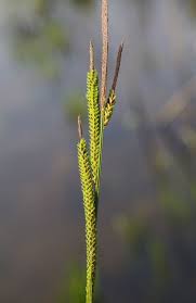 Attēlu rezultāti vaicājumam “Carex elata”