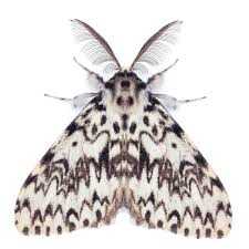 Attēlu rezultāti vaicājumam “Lymantria monacha imago”