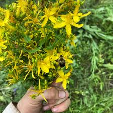 Image result for Hypericum perforatum
