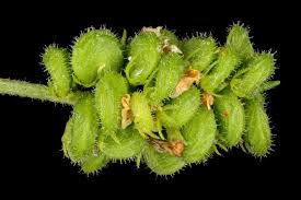 Attēlu rezultāti vaicājumam “Medicago lupulina fruit”