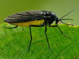 Attēlu rezultāti vaicājumam “Sciaridae”