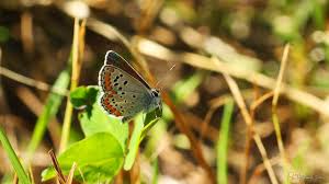Attēlu rezultāti vaicājumam “Polyommatinae”