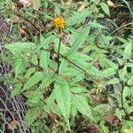 Attēlu rezultāti vaicājumam “Bidens frondosa fruit”