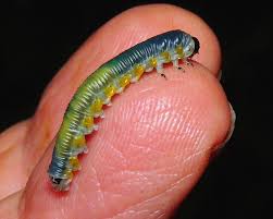 Attēlu rezultāti vaicājumam “Nematus salicis larva”