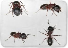 Attēlu rezultāti vaicājumam “Camponotus herculeanus”