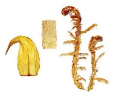 Attēlu rezultāti vaicājumam “Hamatocaulis lapponicus”