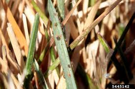 Attēlu rezultāti vaicājumam “Bryobia praetiosa”