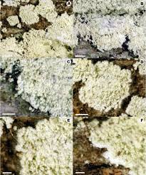 Attēlu rezultāti vaicājumam “Lepraria”