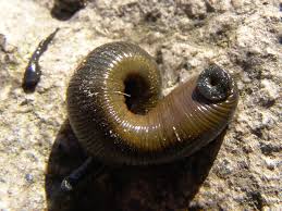 Attēlu rezultāti vaicājumam “Haemopis sanguisuga”