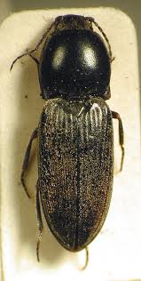 Attēlu rezultāti vaicājumam “Cardiophorus ruficollis”