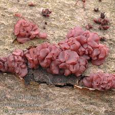 Attēlu rezultāti vaicājumam “Ascocoryne sarcoides”