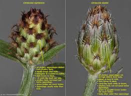 Attēlu rezultāti vaicājumam “Centaurea stoebe”