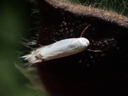 Attēlu rezultāti vaicājumam “Lyonetiidae”