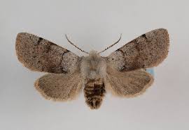 Attēlu rezultāti vaicājumam “Orthosia sp.”