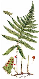 Attēlu rezultāti vaicājumam “Phegopteris connectilis”