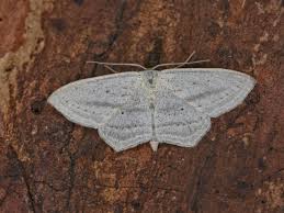 Attēlu rezultāti vaicājumam “Scopula floslactata imago”