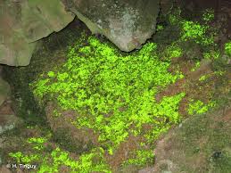 Attēlu rezultāti vaicājumam “Schistostega pennata”