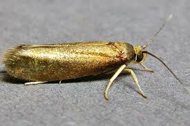 Attēlu rezultāti vaicājumam “Roeslerstammia erxlebella”