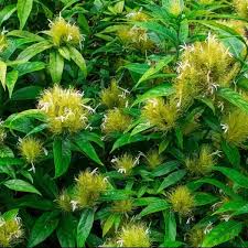 Attēlu rezultāti vaicājumam “Trichia flavicoma”