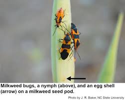 Attēlu rezultāti vaicājumam “Trioza dispar nymph”