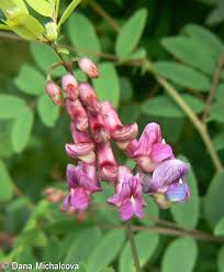 Attēlu rezultāti vaicājumam “Lathyrus niger leaf”