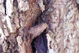 Attēlu rezultāti vaicājumam “Gloiodon strigosus”