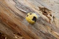 Attēlu rezultāti vaicājumam “Fuligo septica var. flava”