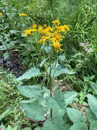 Attēlu rezultāti vaicājumam “Aphis jacobaeae”