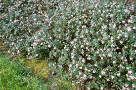 Attēlu rezultāti vaicājumam “Arctostaphylos uva-ursi”
