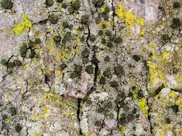 Attēlu rezultāti vaicājumam “Calicium adspersum”